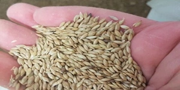 تصویر 1 از خرید و قیمت تخم کتان سفید + فروش صادراتی